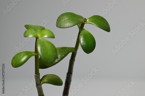 Wallpaper Mural グングン伸びた金の生る木のアップ Torontodigital.ca