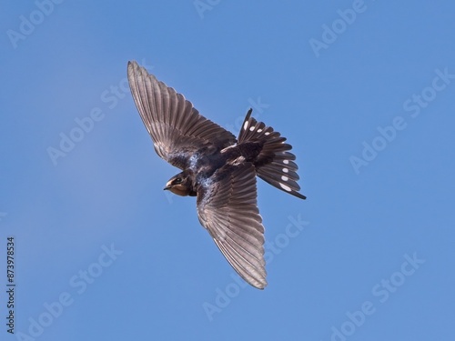 Rondine (Hirundo rustica) photo