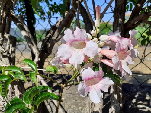 Un piccolo bouquet di delicati fiori rosa. photo