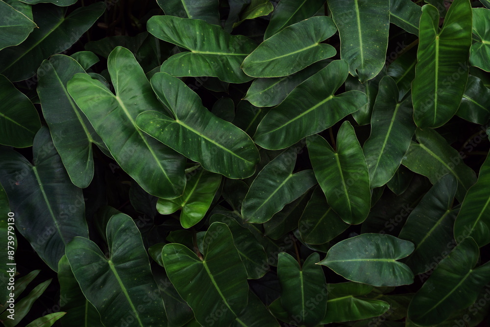 Fototapeta premium Abstract green tropical leaves nature background
