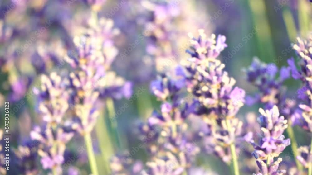 Lavender fields with fragrant purple flowers bloom at sunset. Lush lavender bushes in endless rows. Organic Lavender Oil Production in Europe. Garden aromatherapy. Slow motion, close up Lavender fields with fragrant purple flowers bloom at sunset. Lush lavender bushes in endless rows. Organic Lavender Oil Production in Europe. Garden aromatherapy. Slow motion, close up