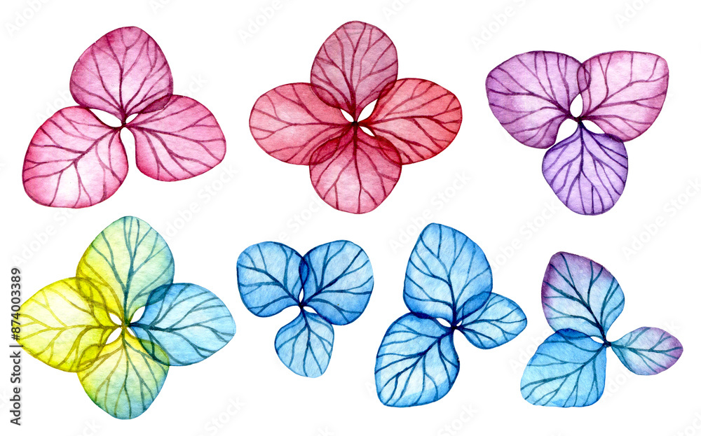 set of transparent hydrangea flowers. watercolor drawing with bright flowers, x-ray set of transparent hydrangea flowers. watercolor drawing with bright flowers, x-ray