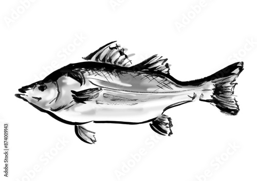 魚の鱸の手書き和風筆イラスト素材