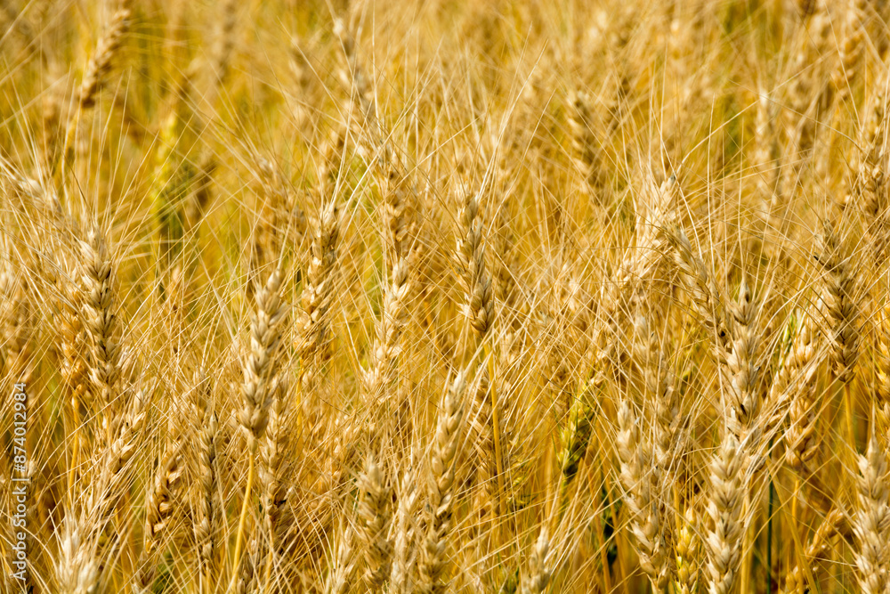 Fototapeta premium 収穫間近の麦畑