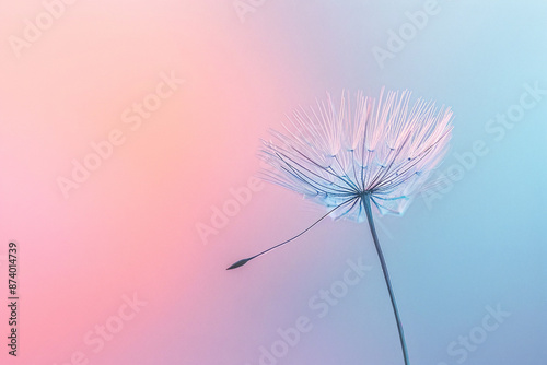Dandelion flower or seed with fluff on soft gradient background