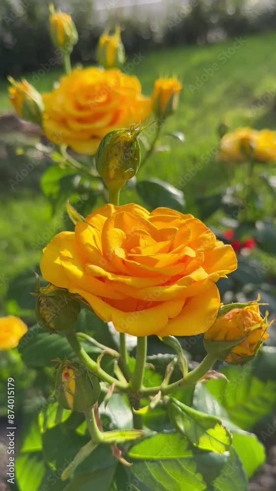 Yellow rose flowers grows on a bush against the background of garden. Background. Is illuminated by the golden evening sun. Summer vibes. Close view. For video presentation, advertising. vertical Yellow rose flowers grows on a bush against the background of garden. Background. Is illuminated by the golden evening sun. Summer vibes. Close view. For video presentation, advertising. vertical