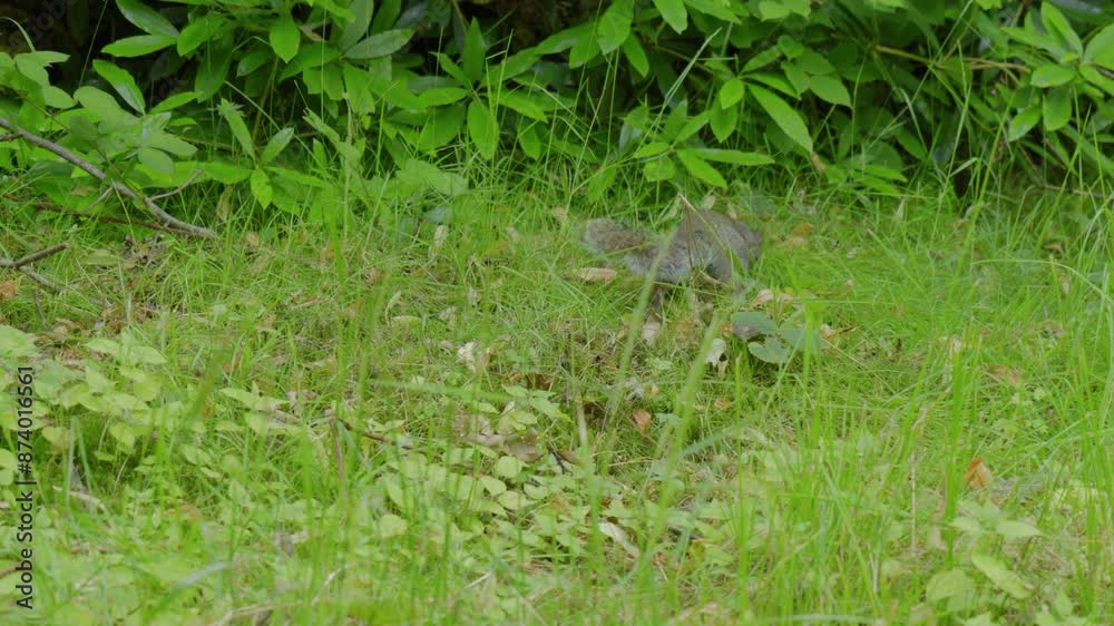Foraging in the forest floor of Trentham Monkey Forest, a squirrel is looking for some fallen seeds, nuts and fruits to eat. Foraging in the forest floor of Trentham Monkey Forest, a squirrel is looking for some fallen seeds, nuts and fruits to eat.