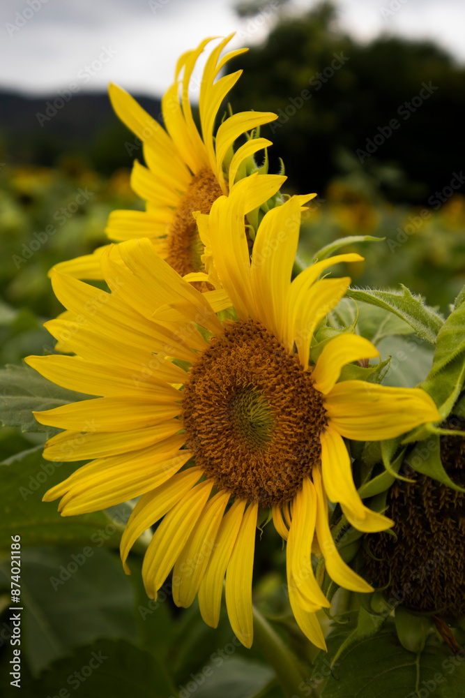 Obraz premium Countless sunflowers blooming in the meadow.초원에 수없이 많은 꽃송이가 피어있는 해바라기들