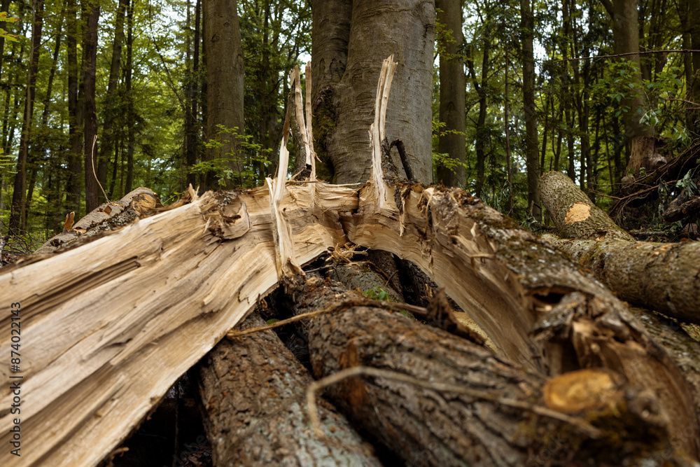 Obraz premium Texture of a split tree trunk lying on a pile of firewood