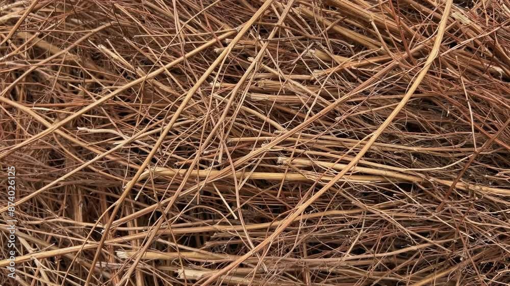 Dry grass in a field and Dried grass against the background of the steppe moves, creating visual patterns. Dry grass in a field and Dried grass against the background of the steppe moves, creating visual patterns.