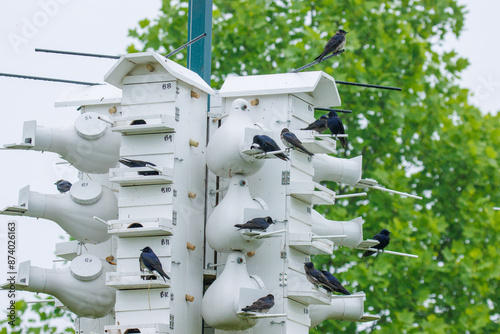 Konstfotografi Purple martins on a purple martin condo house nesting boxes.