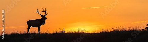 Majestic Elk Silhouette at Sunset