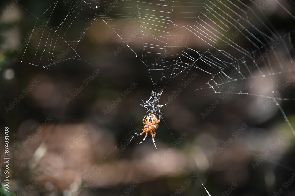 Underside of a Marbled Orbweaver Spider in a Web Underside of a Marbled Orbweaver Spider in a Web
