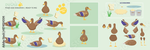 Cute Male Duck Drake Character ready to animate and rig. Vector collection with multiple poses and positions, swimming, sitting, flapping, eating.