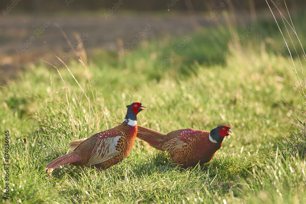 custom made wallpaper toronto digitalColorful pheasants in green field on sunny spring day