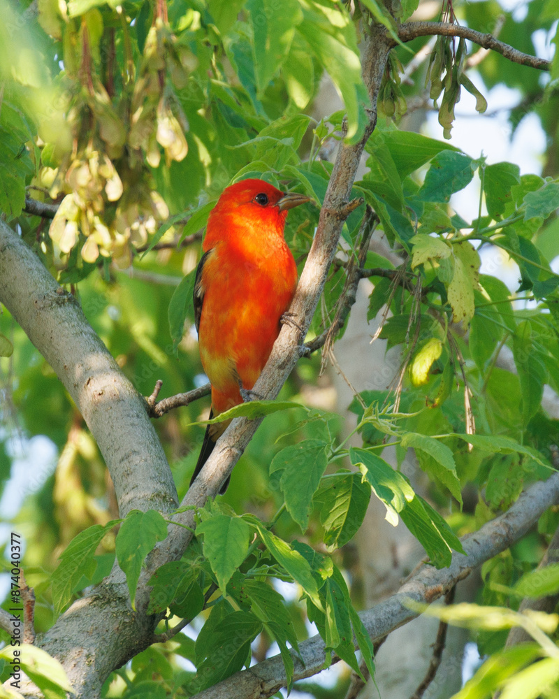 Scarlet Tanager in the v of a tree
