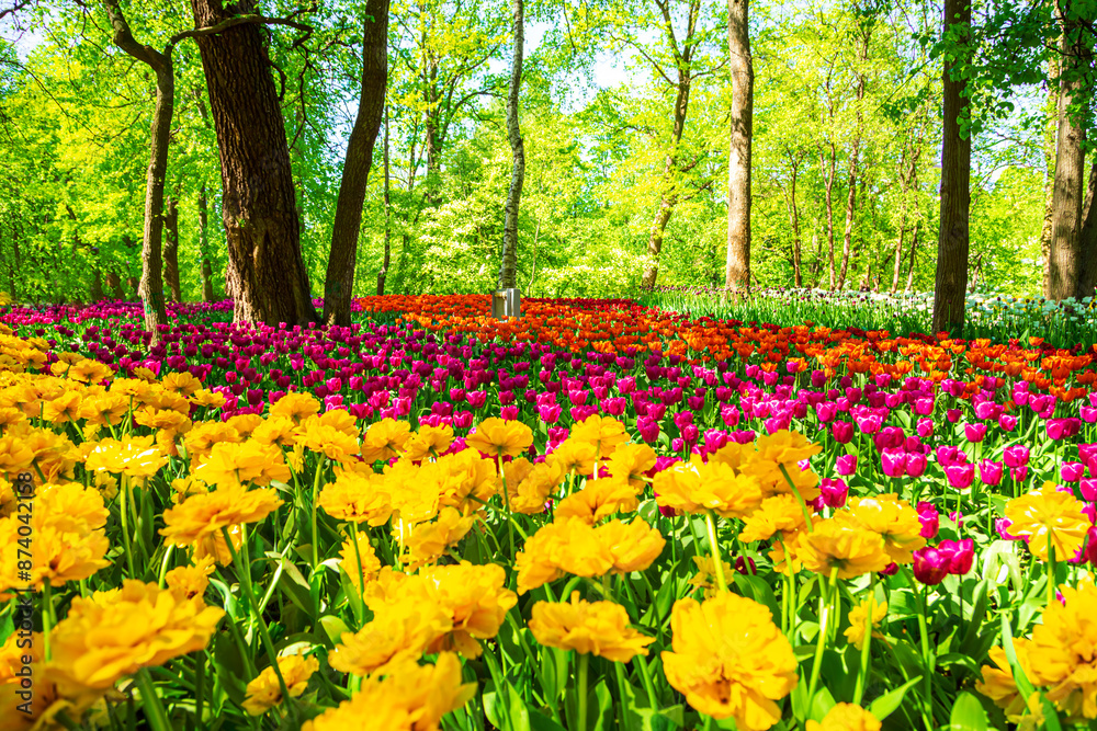 Multicolored tulips are blooming in the park. Annual Tulip Festival in St. Petersburg. Multicolored tulips are blooming in the park. Annual Tulip Festival in St. Petersburg.