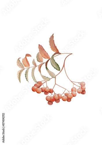 Rowan berries,  PNG Leaves on white,  autumn branch. Isolated drawing. Watercolor drawing of a branch with berries.