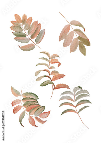 Leaves on white, branch, rowan, berries. Isolated drawing. Watercolor drawing of a branch with berries.
