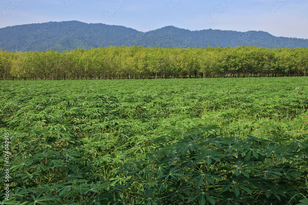 Full view of a cassava plantation with a rubber plantation, mountains and sky in the background. Full view of a cassava plantation with a rubber plantation, mountains and sky in the background.