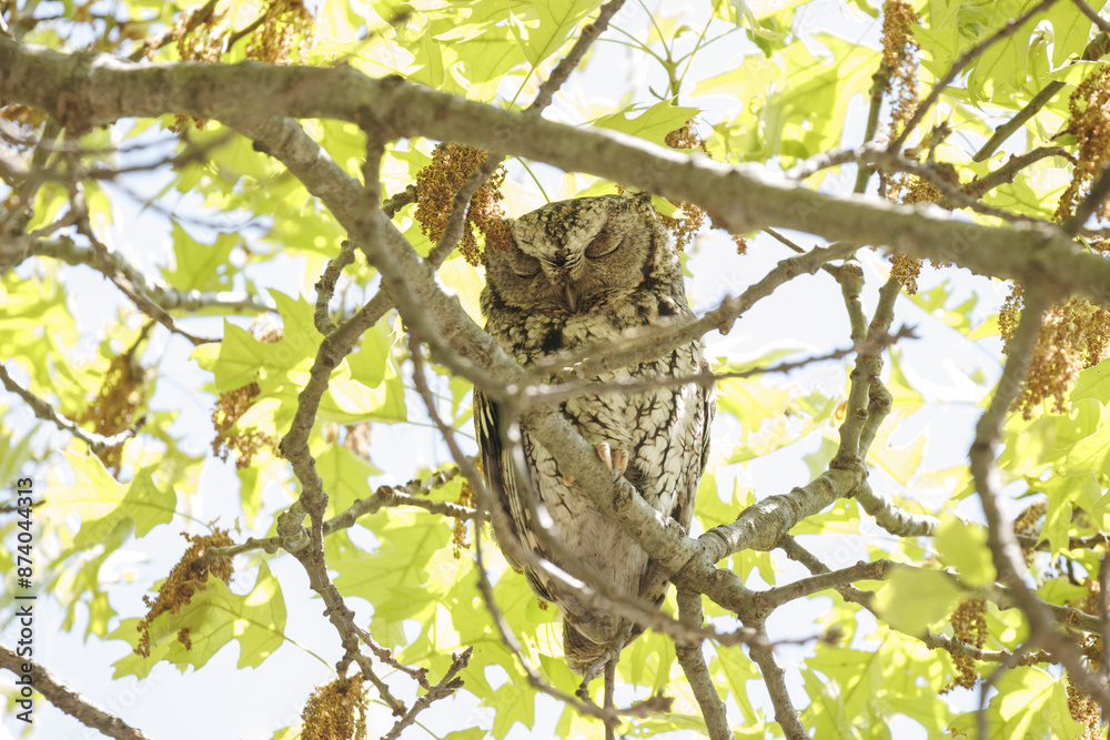 Eastern Screech Owl in a tree with eyes closed Eastern Screech Owl in a tree with eyes closed
