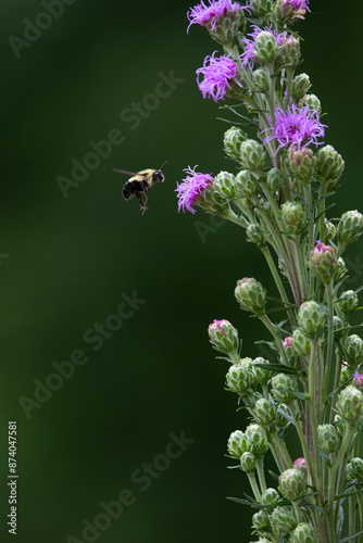bumble bee approaching flower with dark background