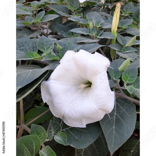 white belladonna flower on a background of green leaves photo