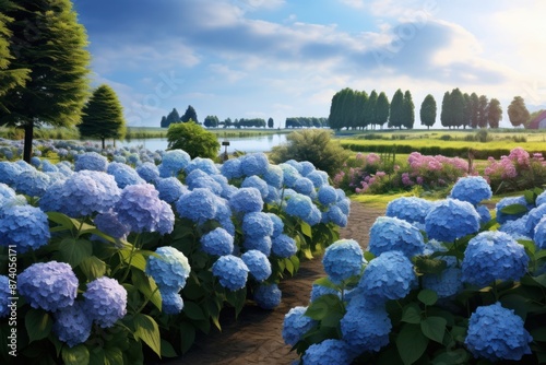 Blue hydrangeas garden landscape outdoors blossom. photo