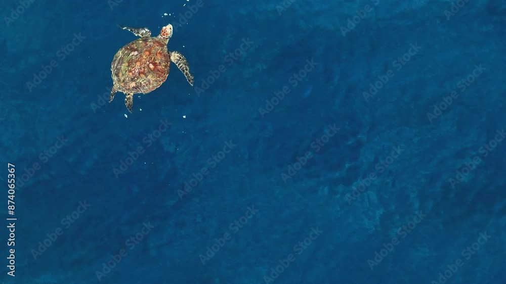Aerial view of swimming green sea turtle in Liuqiu island , Taiwan. Aerial view of swimming green sea turtle in Liuqiu island , Taiwan.