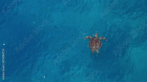Aerial view of swimming green sea turtle in Liuqiu island , Taiwan.