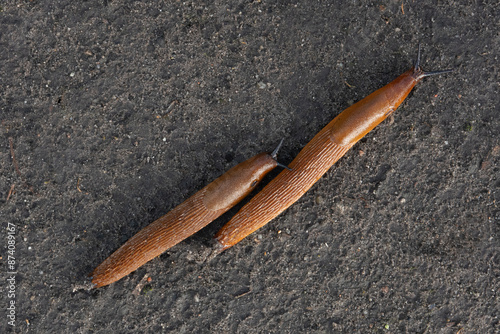 Two slugs side by side, looks like they are in a running race
