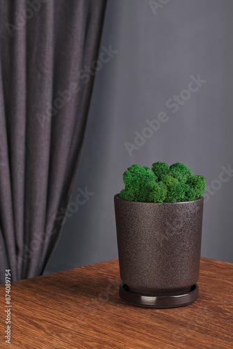 Stylish pot with green moss in a modern interior.