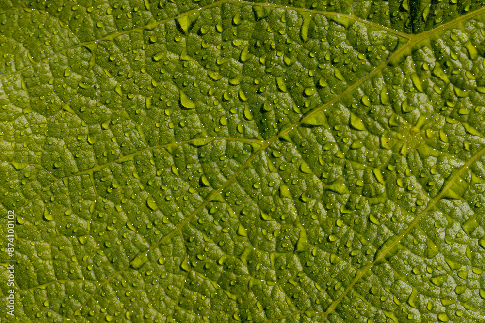 grape plantation with green leaves of grapes in summer grape plantation with green leaves of grapes in summer