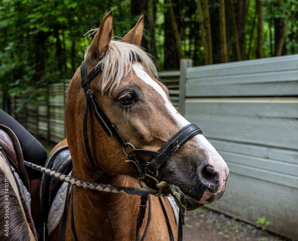 Obraz premium beautiful horses close up in the green forest on a sunny summer day