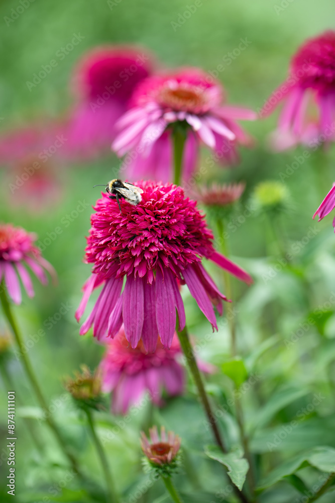 Obraz premium jeżówki ( Echinacea purpurea ) w ogrodzie 