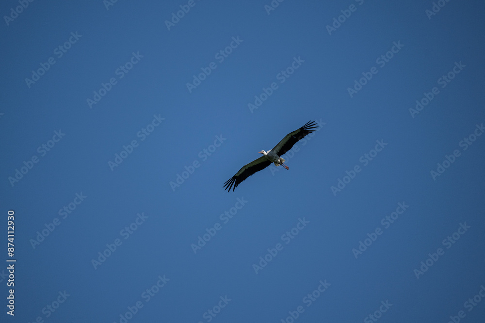 white stork in natural conditions on a sunny summer day white stork in natural conditions on a sunny summer day