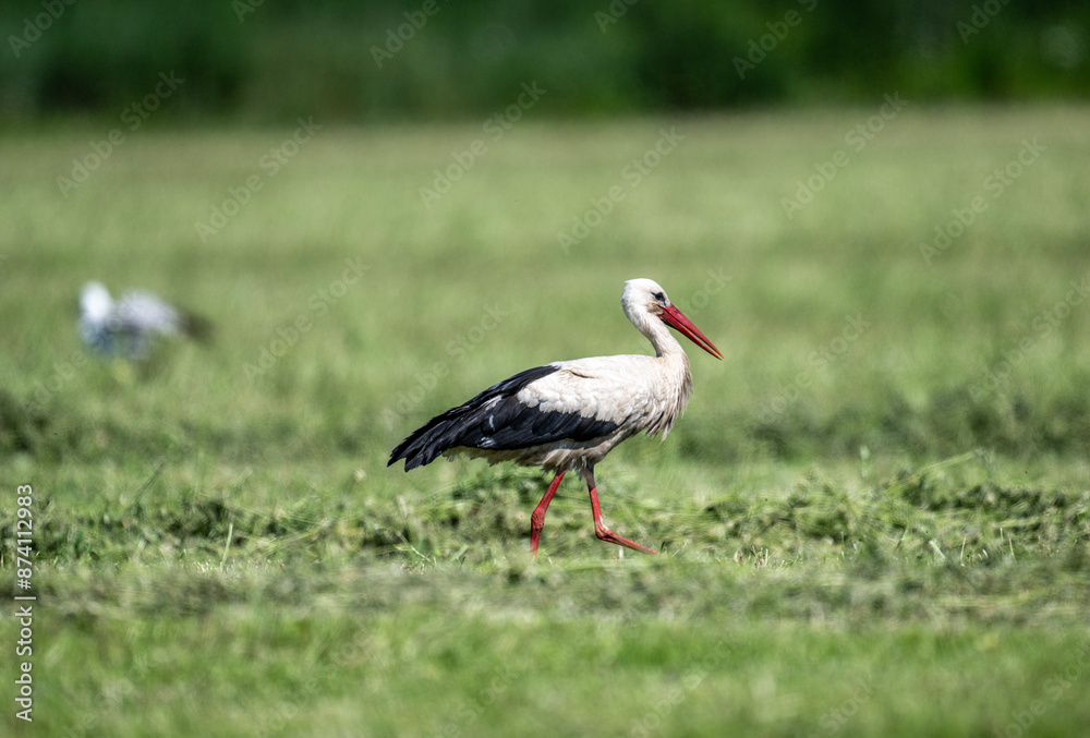Fototapeta premium white stork in natural conditions on a sunny summer day