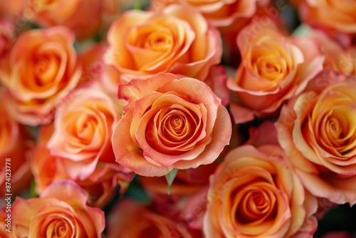 Orange Roses in Bloom