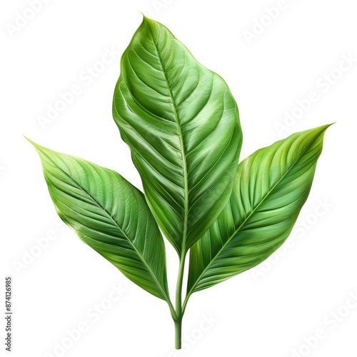 High-resolution image of vibrant green leaves isolated on a white background. Perfect for nature, botanical, and greenery themes.