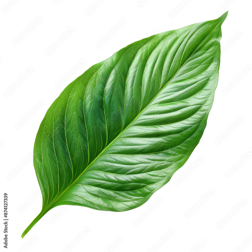 Close-up of a vibrant green leaf with detailed texture, isolated on a white background. Perfect for nature, botanical, and organic themes. Close-up of a vibrant green leaf with detailed texture, isolated on a white background. Perfect for nature, botanical, and organic themes.
