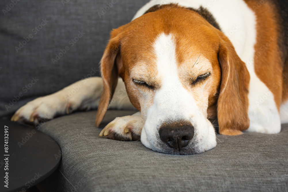 Adorable Beagle peacefully sleeping in cozy sofa, creating a serene atmosphere