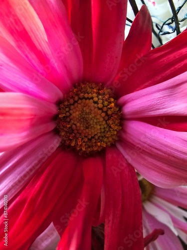 Daisy flower