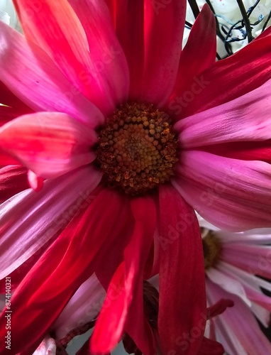 pink flower