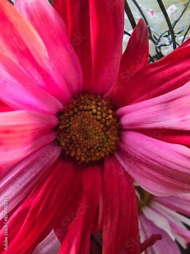 pink flower closeup