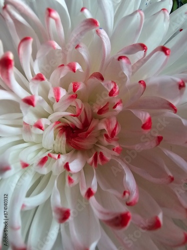 dahlia flower