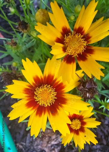 yellow flowers in the garden