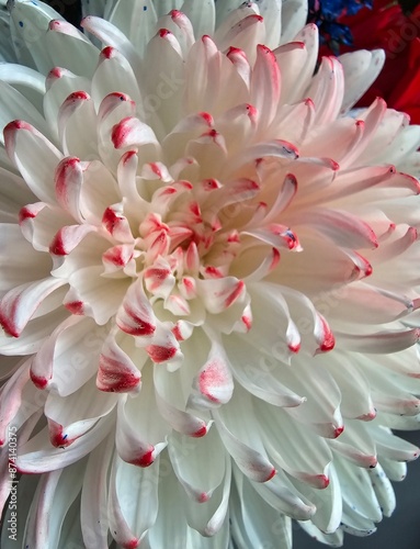 Chrysanthemum flower