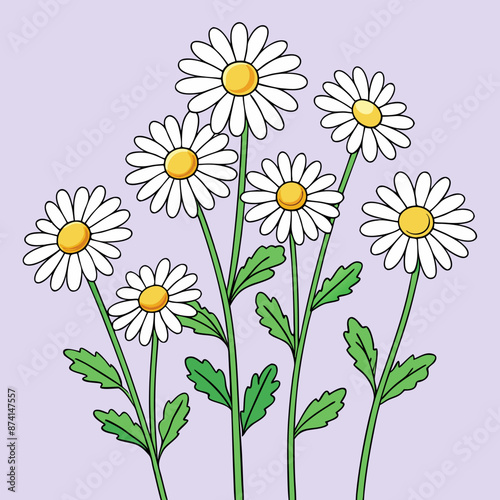 set of blooming chamomile flowers on stems daisy