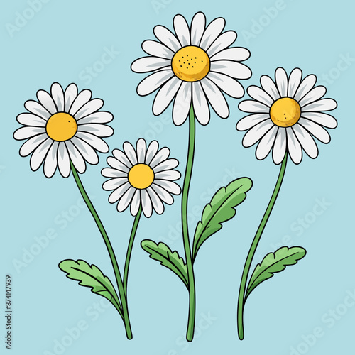 set of blooming chamomile flowers on stems daisy