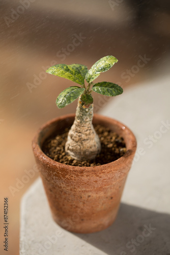 Dorstenia foetida variegata or Dorstenia Plant in a terracotta pot receives water, symbolizing nurturing life.